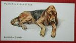 BLOODHOUND    Vintage 1931 Illustrated Dog Card  JE23MS