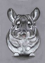 Original B&W pencil artwork picture Cute Chubby Little Chinchilla  GREAT GIFT