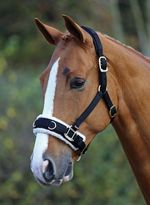 SHIRES FLEECE LINED NYLON LUNGING CAVESSON HALTER