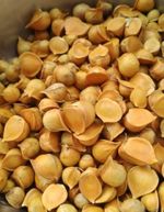 Genuine Elephant Garlic large 08 Seeds Corms Similar on 2nd Picture