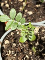 2 Curry leaf plants in 9 cm pots