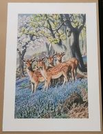 Limited Edition Ladybird Book Print 'What to Look for in Spring' CF Tunnicliffe