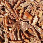Orange Kyanite | Natural Sticks | 1/4LB