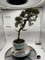 Juniper Bonsai Mini