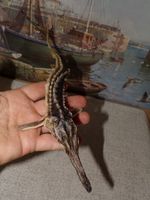 Real dried Fish Acipenser stellatus Taxidermy