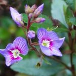 Parahebe Plug Plants Garden Blue Flowers Evergreen Perennial Trailing, Pack of 3