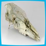 collectable vintage Taxidermy Natural Forrest Wild Boar Skull Hunting Trophy