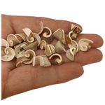 Seashells, Drilled Gorgeous Craft Shells  for Craft & Beads Jewellery SH50 x 25