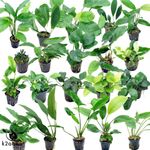 Anubias 50 species Live Aquarium Plants Tropical Fish  Aquascape Co2 nana K2AQUA