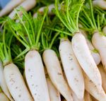 Radish Mooli Minowase 700x Seeds - Vegetable