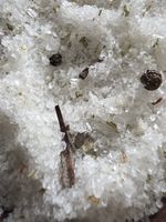 HERBALIST’S HOLLOW BATH SALTS | Bay Laurel, Galbanum & Angelica Root | 300g