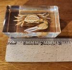 2.25" Fiddler Crab Real Specimen in Crystal Clear Lucite Resin Science Education