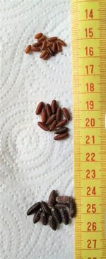 Fly pupae/casters (dry) of House, Green or Blue bottle flies, 100-150+