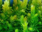 8 x Hornwort , Ceratophyllum Demersum  Oxygenating Aquatic Plant.