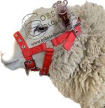 SHEEP GOAT HALTER HEADCOLLAR NYLON  *FREE POSTAGE* *MULTI DISCOUNT SAVING*