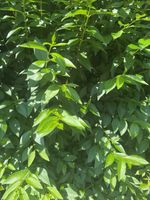 Stick Insect Food Min 10 Stems Fresh Privet Stems 100% Natural Pesticide Free UK