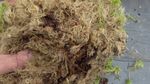 Fresh Live Sphagnum Moss. Top Quality. 5Kg+ Best Ebay Price?