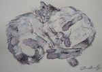 Ink drawing cat cats sleeping curled cat on watercolour  paper