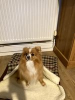 Dog/cat Burrow Bag, Snuggle Sack, Dog Snuggle Sack, Dog Bed, Dog Blanket