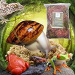 Forest Floor Sphagnum Moss, 100% Natural, Freshly Hand Picked, Snails, Frogs