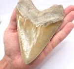 Extremely Sharp Serrated. Beautiful colour! Megalodon shark tooth with 14.4 cm edge length