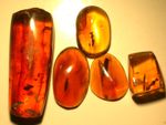 5 Burmese Amber Fossil Stones with Variety of Cretaceous Wasps Dinosaur Age