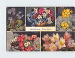 Postcard Alpenblumen Flora Alpina