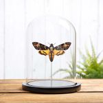 Death's Head Hawk Taxidermy Moth in Glass Dome (Acherontia atropos)