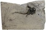 Devon Millerosteus minor tankfish Placoderm Thurso Scotland C5-12