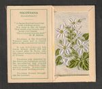 WIX Kensitas tobacco small silk flower with Folder Type A Nicotina