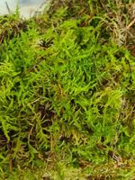 Real Dried Welsh Moss For Making 1 Christmas Wreath