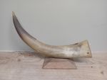 Vintage Bull Horn