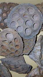 10 Medium lotus pods for Terrarium, Fish tank, Flower displays, Invertebrate