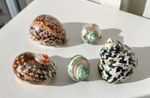 large Magpie and Tapestry Turbo shells and Green Banned and a Tiger Cowri Shell.