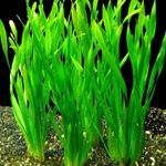 Vallisneria asiatica Tropical Tall HEALTHY AQUARIUM PLANTS SHRIMP SAFE
