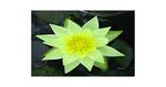 Pygmaea Helvola Water Lily - Pond Plants - DW09