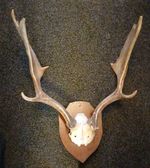 Wild Fallow Deer Antlers Skull. Taxidermy. Large Antlers