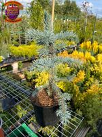 Picea Pungens 'Fat Albert' Tree | Blue Colorado Spruce | 40/60Cm (3L)