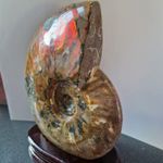 Large Ammonite 2kg+ Vibrant Red Orange Yellow Flash Shell Fossil Specimen