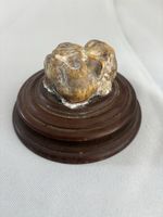 Fossil Mammoth Molar Fragment Ice Age Tooth Section 5cm Genuine Specimen