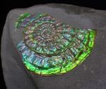Green & blue iridescent Caloceras display ammonite fossil 42mm Jurassic UK