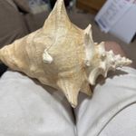 LARGE NATURAL CONCH SHELL approx 9in long SEA SHELL