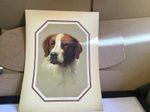Vintage Print Titled The Challenger Portrait Of Saint Bernard Dog Original 1930s