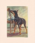 DOBERMAN PNSCHER ORIGINAL OLD 1950's DOG ART PRINT READY MOUNTED