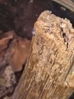 Panda King Isopods Pack of 10 with Spares Mixed Sizes