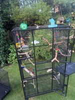 Large Budgie/Bird Cage Bundle – 3 Cages, Toys, Food & Accessories – £100