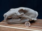 Life Size Polar Bear Skull Replica – Realistic 3D Printed Bone Model Display