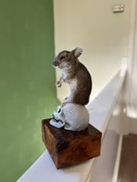 Taxidermy Mouse