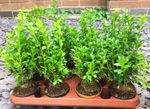 10-40 X 12cm Pot Box Hedging Plants 20-40cm Buxus Sempervirens Dense Outdoor 