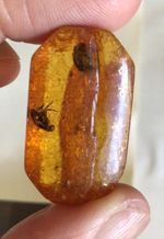baltic amber with mosquito inclusion 5.7 g Art Deco cut